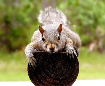 Photo of the Week: Hungry Squirrel Image
